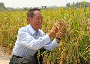 一稻济天下｜袁隆平